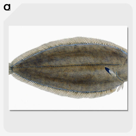 1-70_The-Natural-History-of-British-Fishes_picture-crop