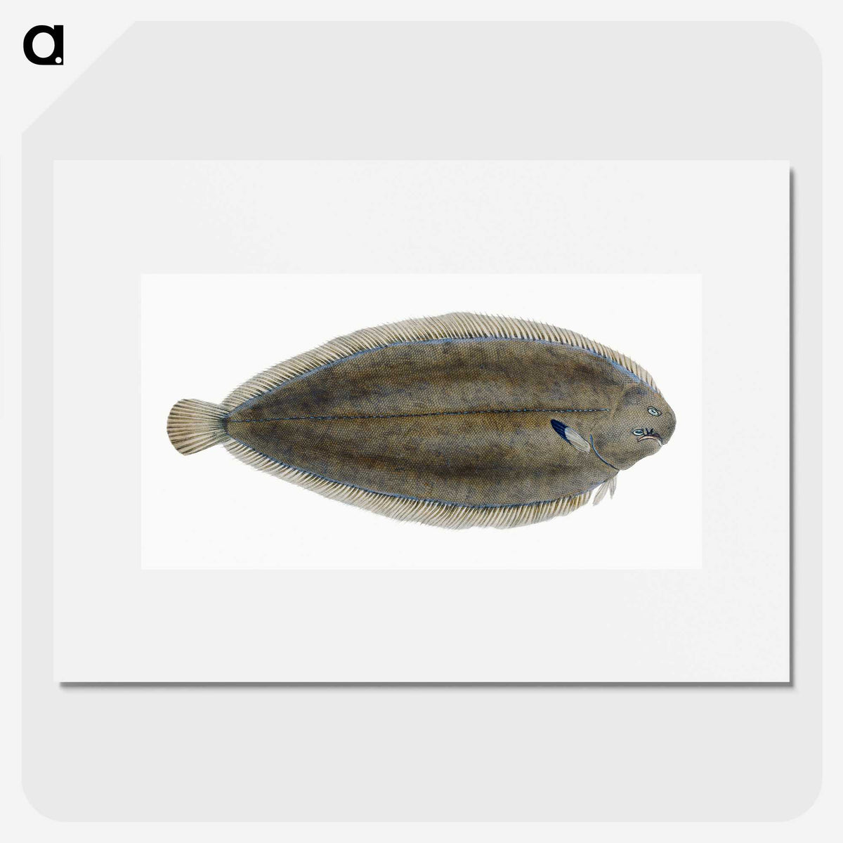 1-70_The-Natural-History-of-British-Fishes_picture
