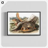 1-70_The-Viviparous-Quadrupeds_blk-crop