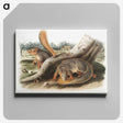 1-70_The-Viviparous-Quadrupeds_canvas