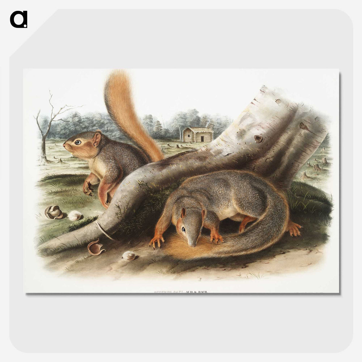 1-70_The-Viviparous-Quadrupeds_picture-crop