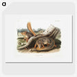 1-70_The-Viviparous-Quadrupeds_picture
