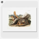1-70_The-Viviparous-Quadrupeds_picture
