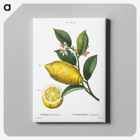 1-70_Treatise-on-Trees-and-Shrubs_canvas