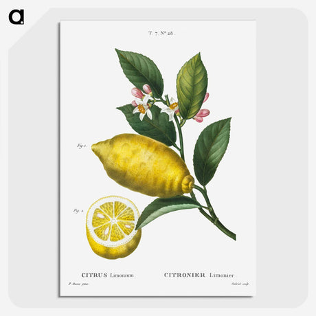 1-70_Treatise-on-Trees-and-Shrubs_picture-crop