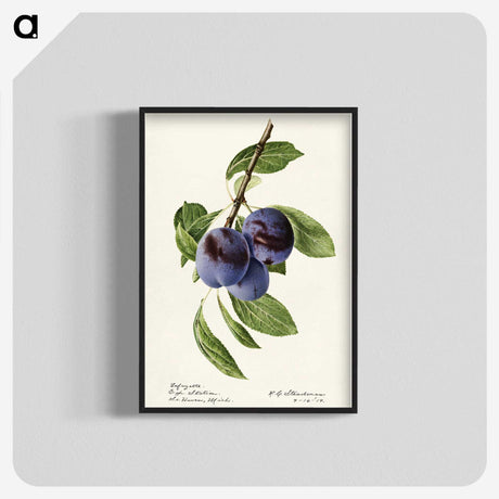 1-70_USDA-Watercolor-Fruit-Painting-Collection_blk-crop