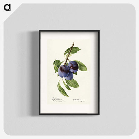1-70_USDA-Watercolor-Fruit-Painting-Collection_blk