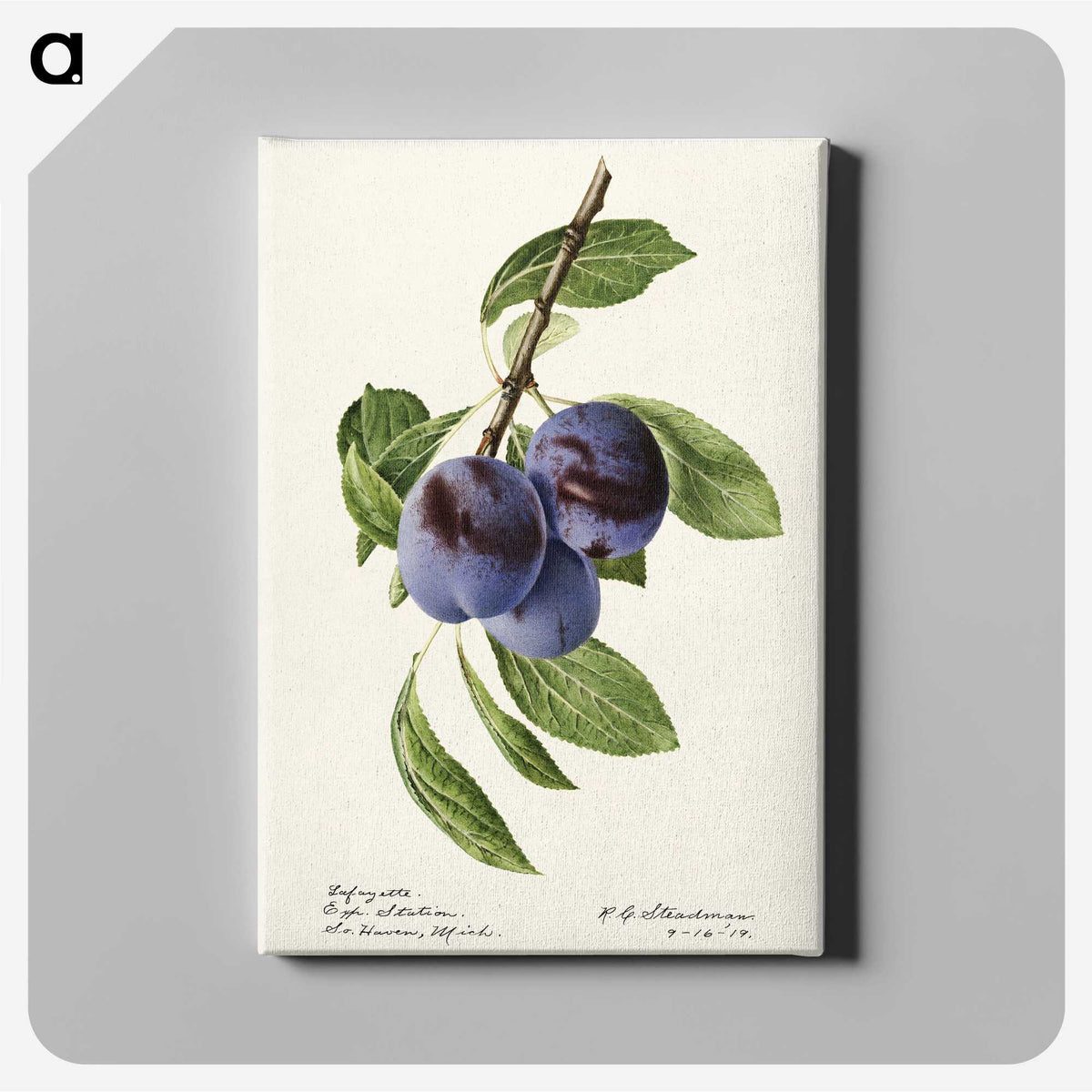 1-70_USDA-Watercolor-Fruit-Painting-Collection_canvas