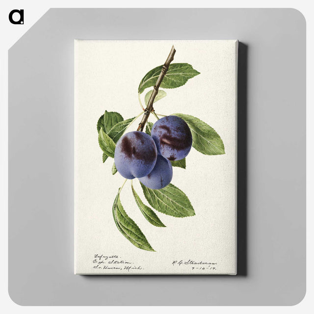 1-70_USDA-Watercolor-Fruit-Painting-Collection_canvas
