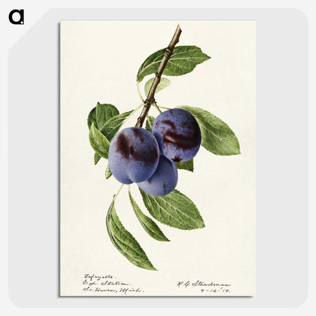 1-70_USDA-Watercolor-Fruit-Painting-Collection_picture-crop