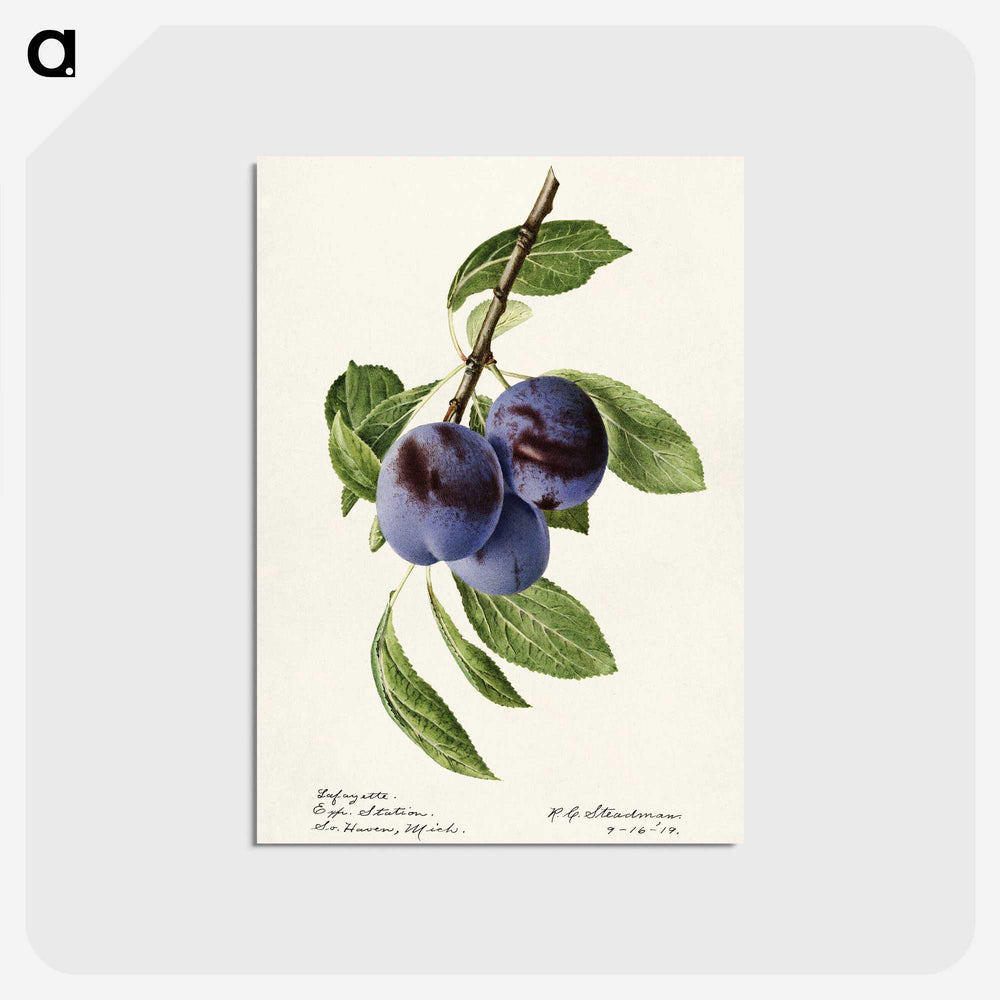 1-70_USDA-Watercolor-Fruit-Painting-Collection_postcard