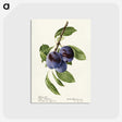 1-70_USDA-Watercolor-Fruit-Painting-Collection_postcard