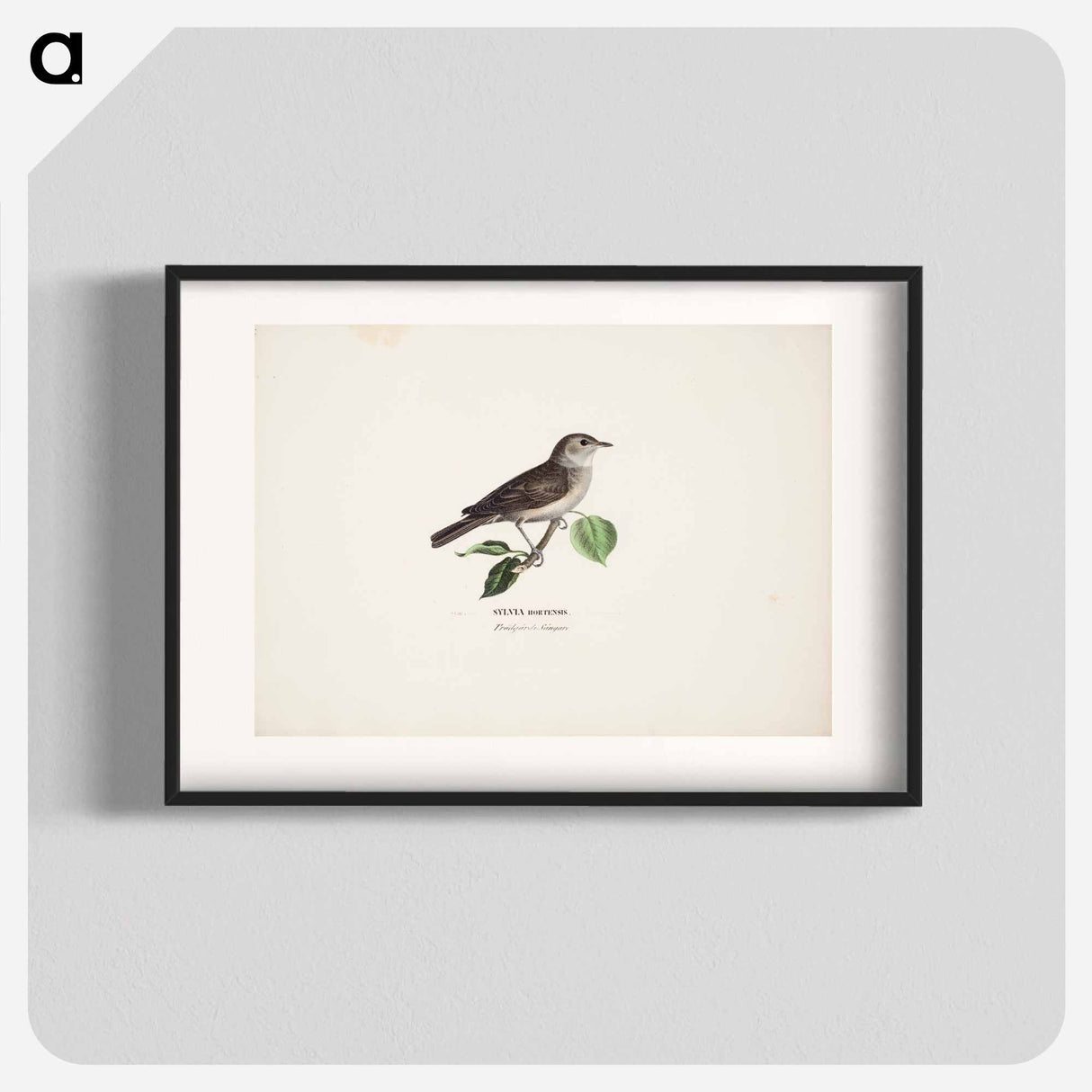 Garden warbler - Wilhelm von Wright Poster.
