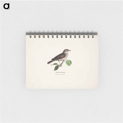 Garden warbler - ヴィルヘルム フォン ライト Memo.