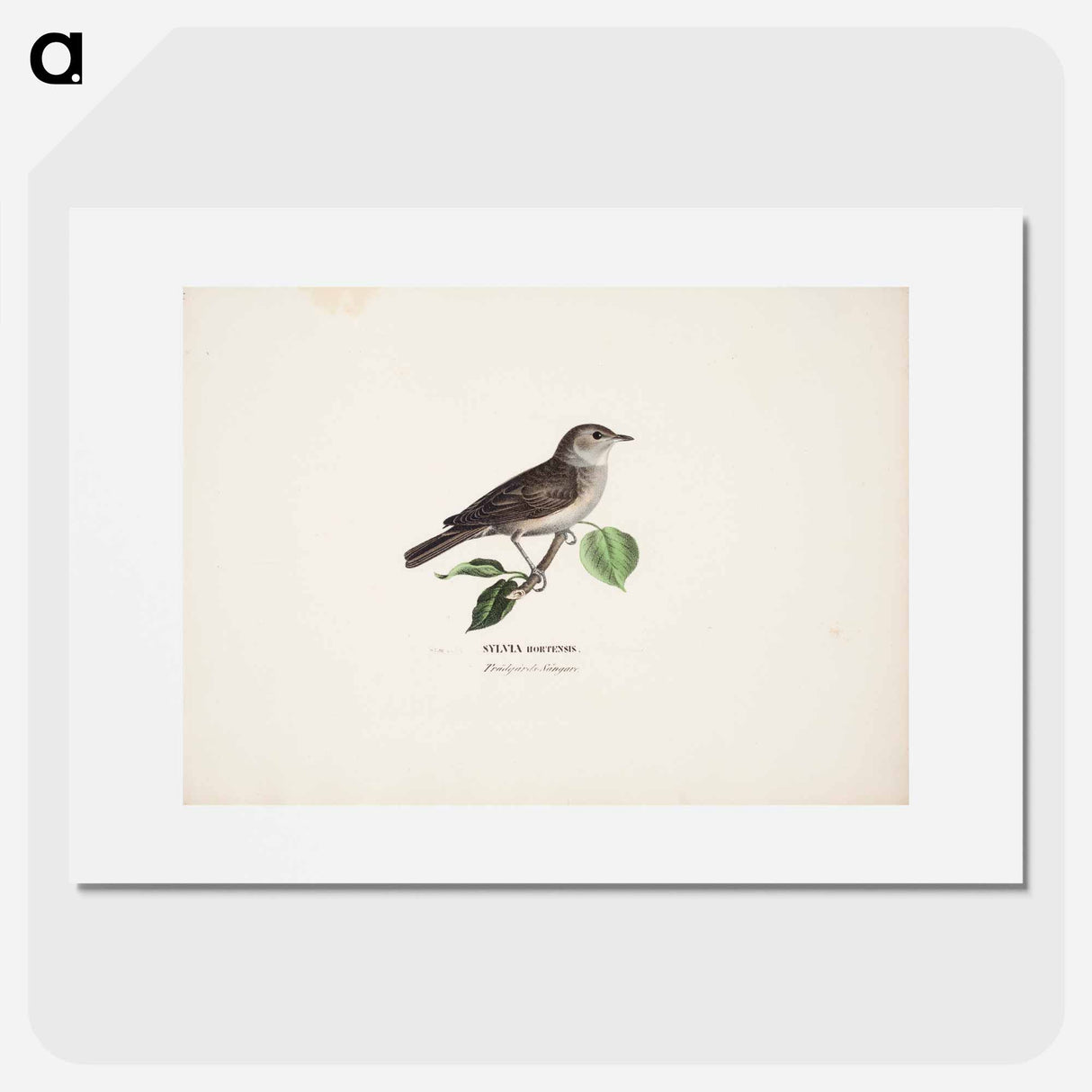 Garden warbler - Wilhelm von Wright Poster.
