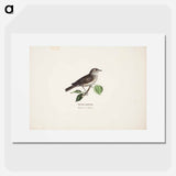 Garden warbler - Wilhelm von Wright Poster.
