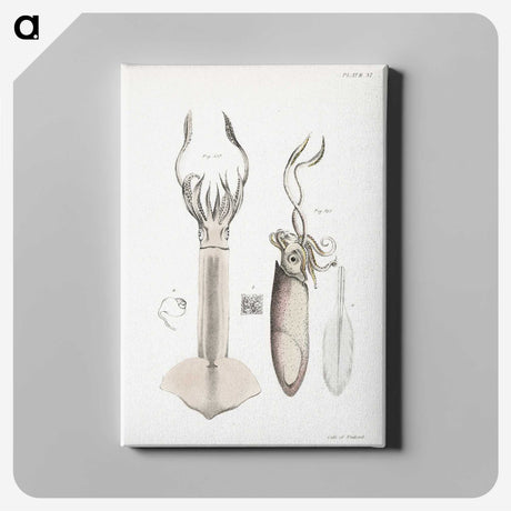 1-70_Zoology-of-New-York_canvas