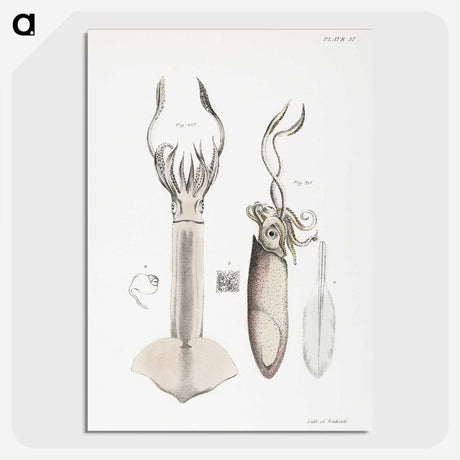 1-70_Zoology-of-New-York_picture-crop