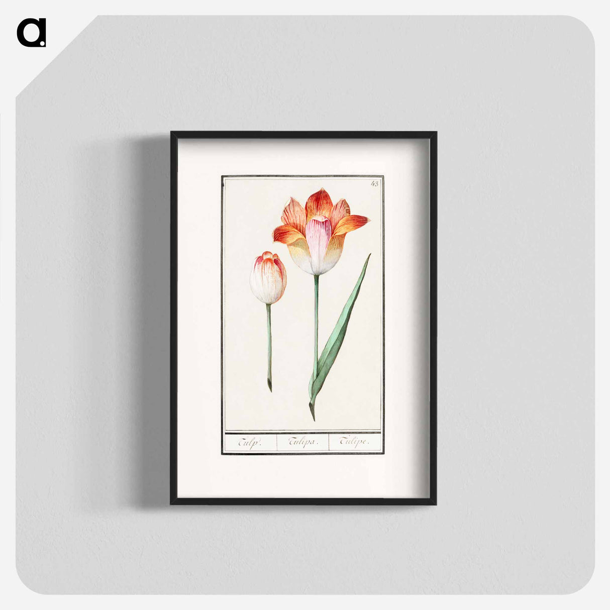 Tulip - アンセルムス ボエティウス デ ブート Poster.