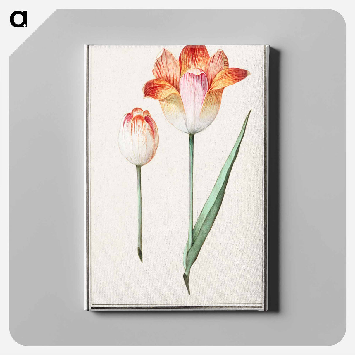 Tulip - アンセルムス ボエティウス デ ブート Canvas.