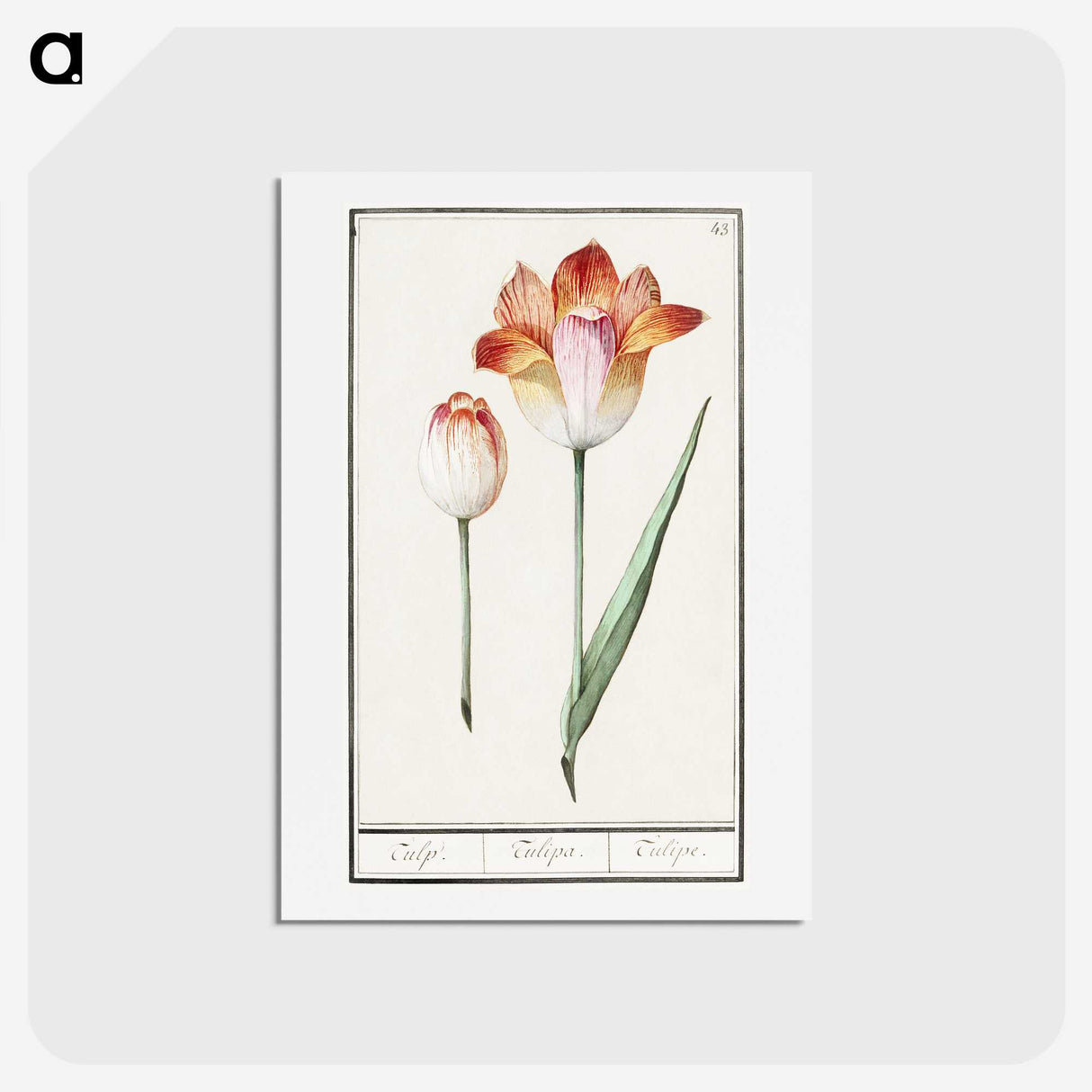 1-71_Anselmus-Boetius-de-Boodt_hagaki