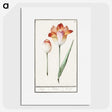 1-71_Anselmus-Boetius-de-Boodt_picture