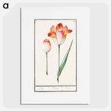 Tulip - アンセルムス ボエティウス デ ブート Poster.