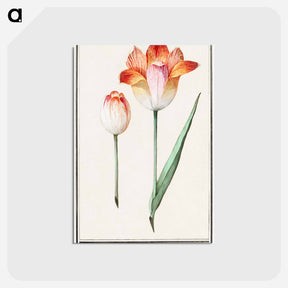 アートポストカード-Tulip - アンセルムス ボエティウス デ ブート Postcard.