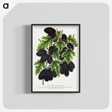 1-71_Botanical-Specimen-Plates_blk-crop