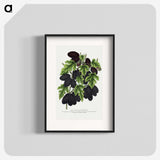 1-71_Botanical-Specimen-Plates_blk