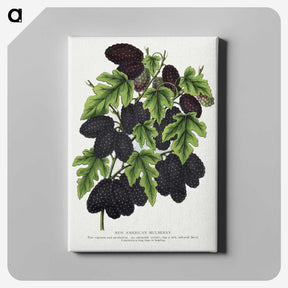 1-71_Botanical-Specimen-Plates_canvas