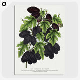 1-71_Botanical-Specimen-Plates_picture-crop