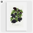 1-71_Botanical-Specimen-Plates_picture