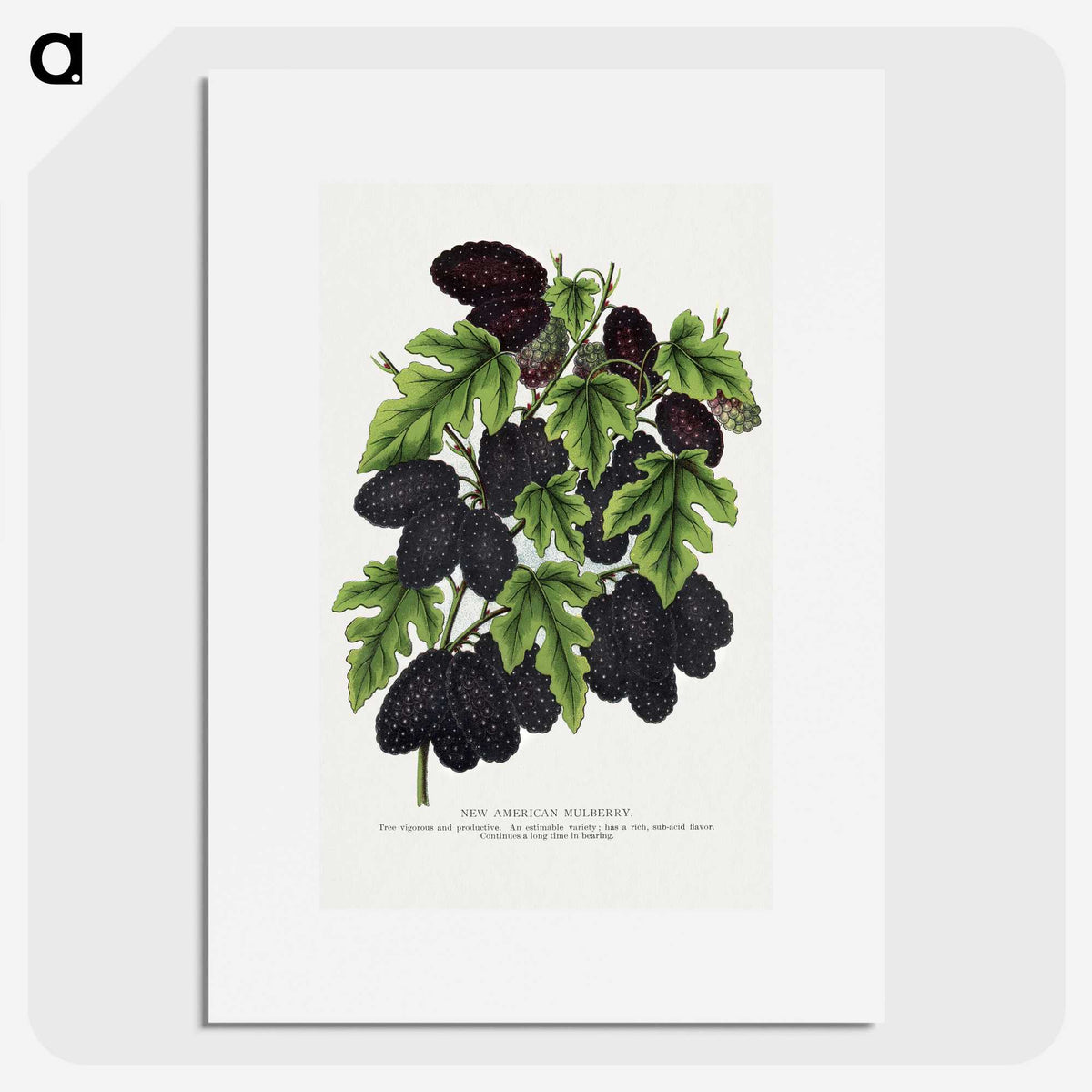 1-71_Botanical-Specimen-Plates_picture