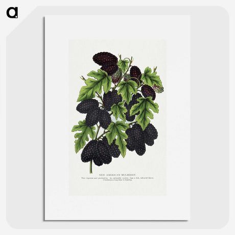 1-71_Botanical-Specimen-Plates_picture