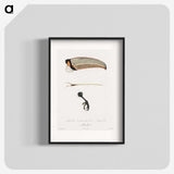 1-71_Des-Oiseaux-de-Paradis_blk