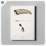 1-71_Des-Oiseaux-de-Paradis_canvas