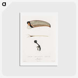1-71_Des-Oiseaux-de-Paradis_hagaki