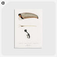 1-71_Des-Oiseaux-de-Paradis_postcard
