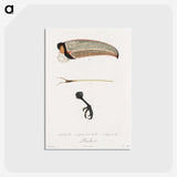 1-71_Des-Oiseaux-de-Paradis_postcard