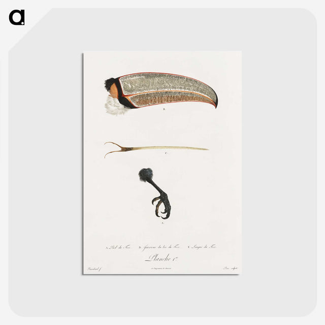 1-71_Des-Oiseaux-de-Paradis_postcard