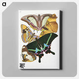 E.A. Séguy's vintage butterflies - E.A.セギー Canvas.