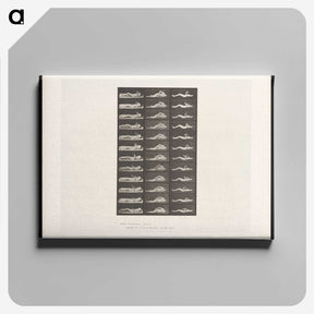 1-71_Eadweard-Muybridge_canvas