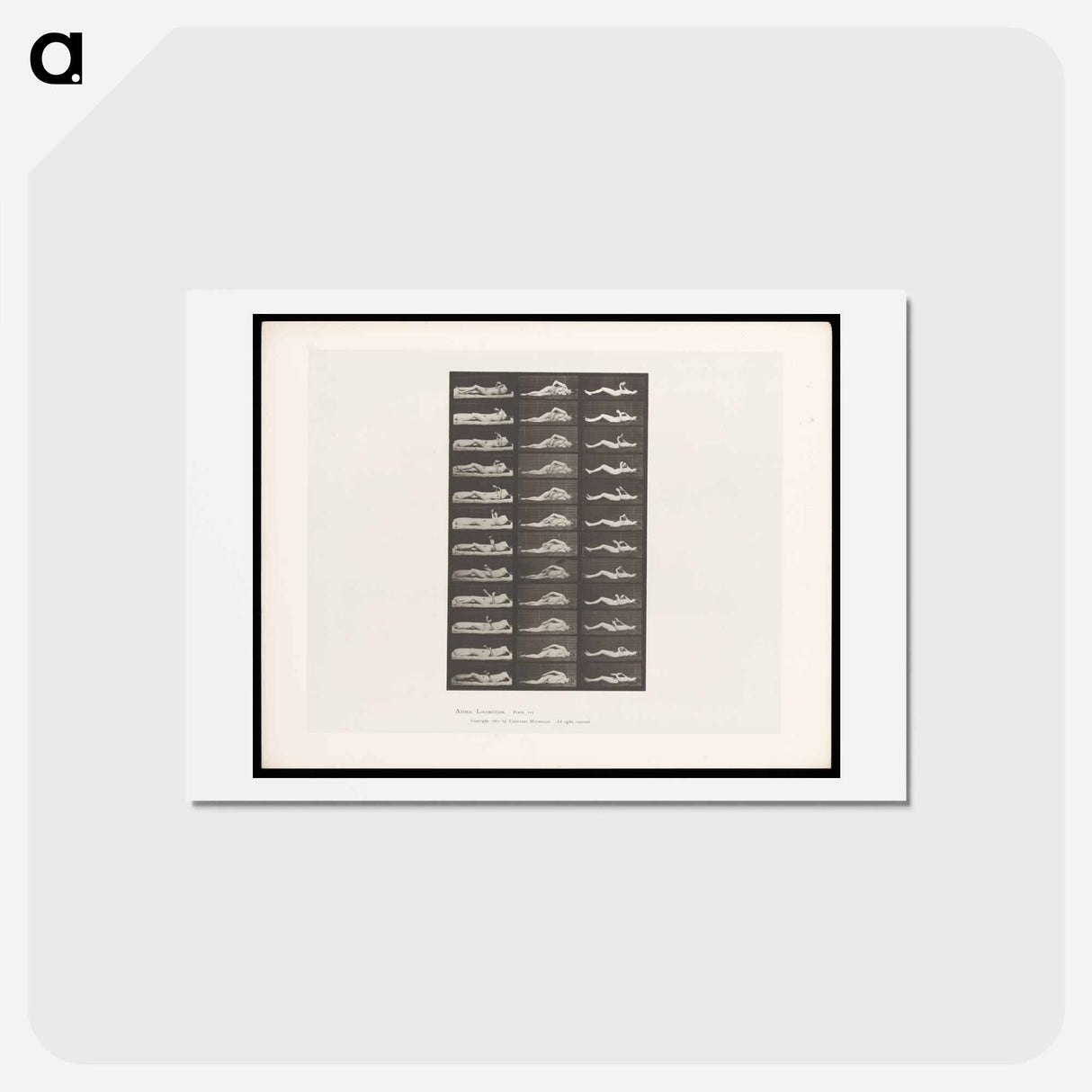 アートポストカード-Convulsions
 - エドワード マイブリッジ Postcard.