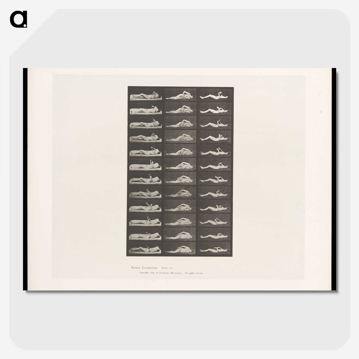 1-71_Eadweard-Muybridge_picture-crop