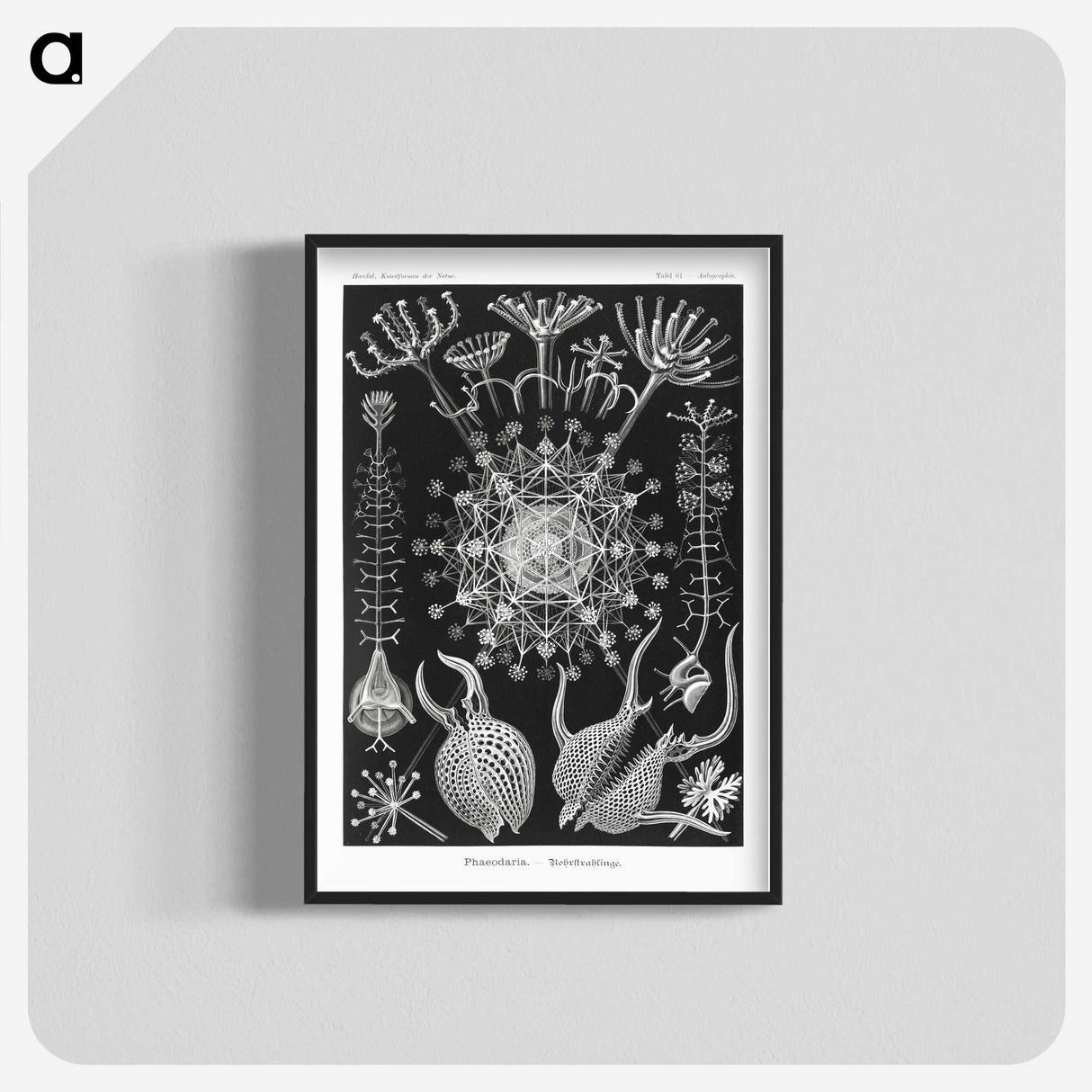 1-71_Ernst-Haeckel_blk-crop