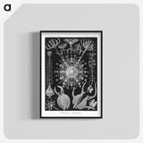 1-71_Ernst-Haeckel_blk-crop