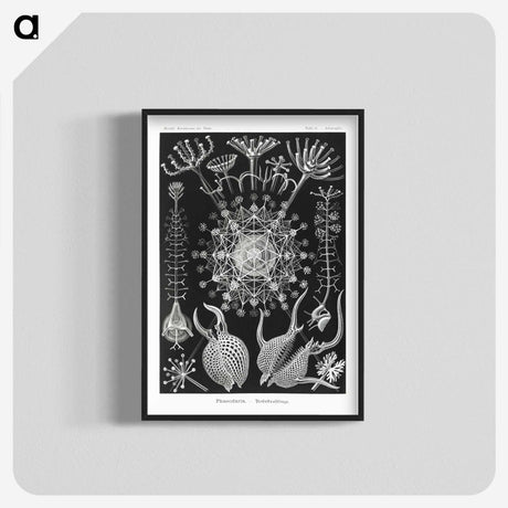 1-71_Ernst-Haeckel_blk-crop