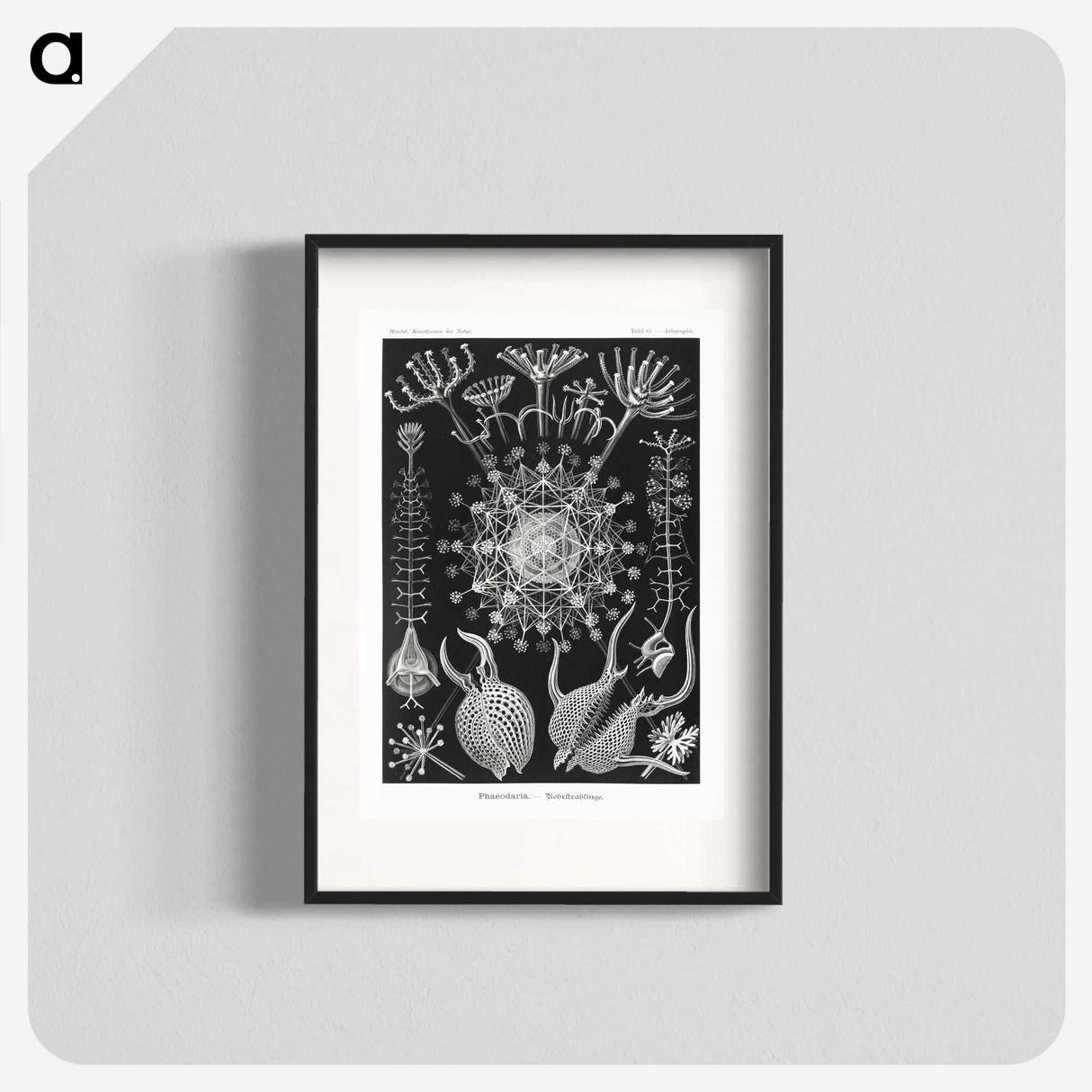 1-71_Ernst-Haeckel_blk
