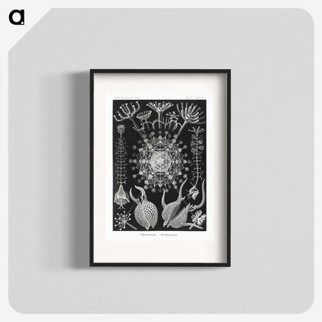 1-71_Ernst-Haeckel_blk